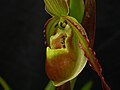 Phragmipedium vittatum