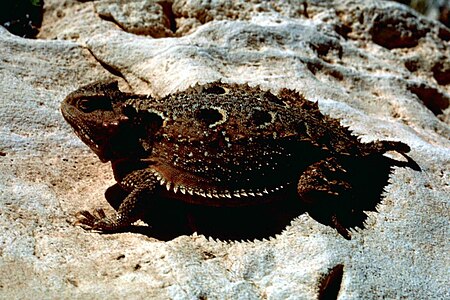 Tập_tin:Phrynosoma_hernandesi_short_horned_lizard.jpg