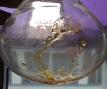 Honey-like viscous, oily, acidic sophorolipids produced by solid state fermentation (SSF) of starmerella bombicola. Physcical appearance of sophorolipids.png