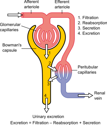 Glomerular filtration rate