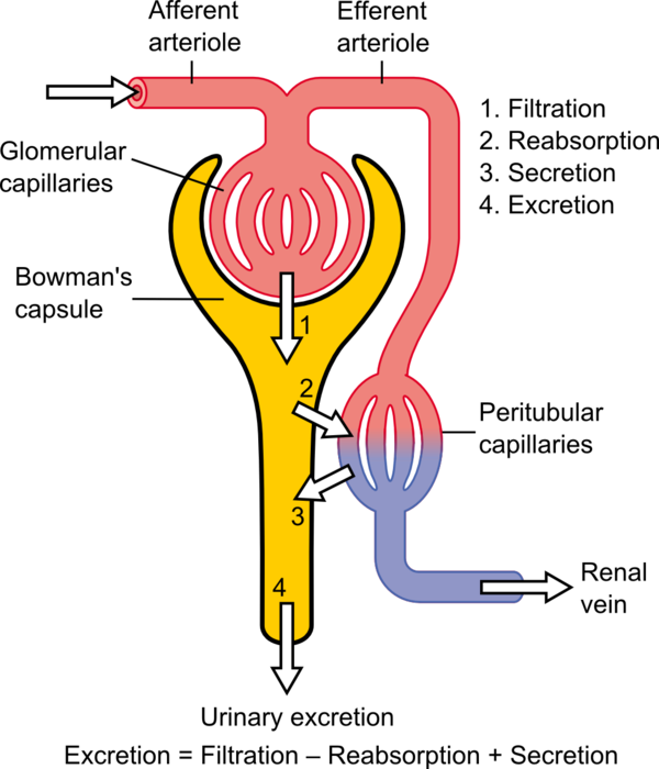 Diagram showing the basic physiologic mechanisms of the kidney