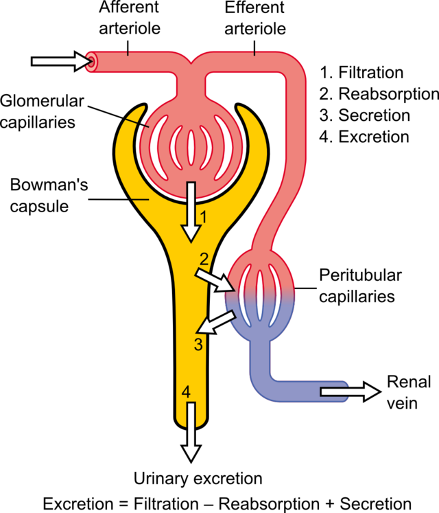 Overview of Kidney Filtering Disorders - Kidney and Urinary Tract Disorders  - Merck Manuals Consumer Version