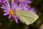 Small White butterfly