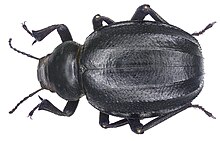 Pimelia (Piesterotarsa) obsoleta Solier, 1836 (3518257693).jpg