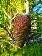 Pinus halepensis cone, Hebron, Palestine.jpg