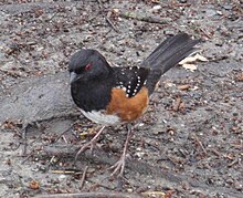 Spotted towhees forage on the ground or in low vegetation. Pipilo maculatus in Stanley Park.jpg