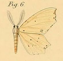 Pl.2-06-Endropia packardii = Narthecusa perplexata (Walker, 1862) .JPG