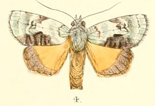 <i>Blenina donans</i> Species of moth