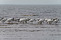 2018年2月8日 (木) 07:52時点における版のサムネイル