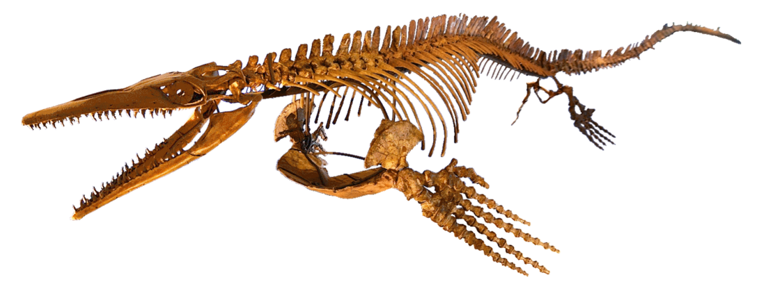 Plotosaurus