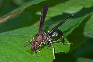 <i>Polistes metricus</i> Species of wasp