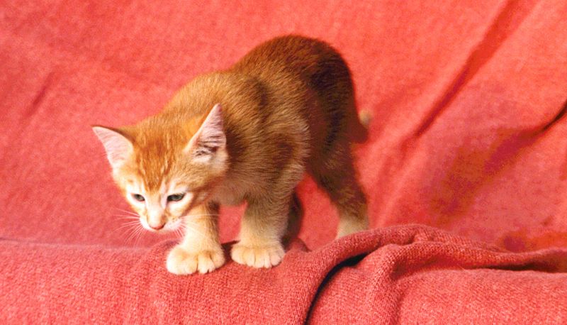 File:Polydactyl Male Kitten Fireball XL-5 176026x3848 1998-5-01 B by Asilverstein.jpg