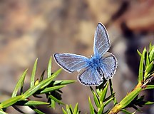 Polyommatus bollandi