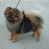 Sable naranja pomerania 600.jpg