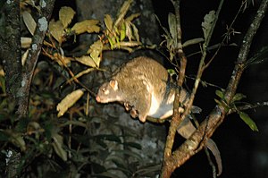 Striped ringtail butler (Pseudochirops archeri)