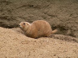 Perrito de las praderas en el Tierpark Hagenbeck