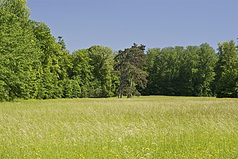 Exempel på artens livsmiljö