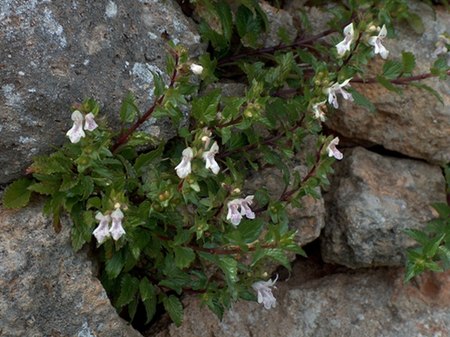 Prasium majus Sardinia LM 100407 065.jpg