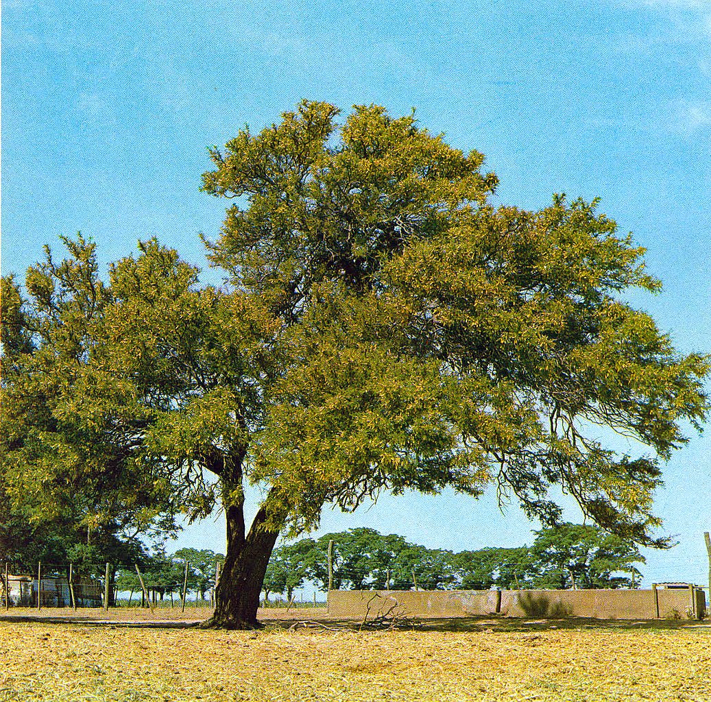 File:Prosopis algarrobilla.jpg - Wikimedia Commons