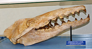 Aegyptocetus