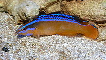 Pseudochromis aldabraensis.JPG