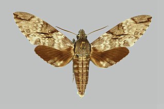 <i>Psilogramma papuensis</i> Species of moth