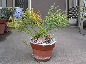 Psilotum nudum