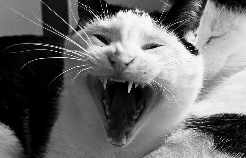 File:Psycho Cat (7365703476).jpg