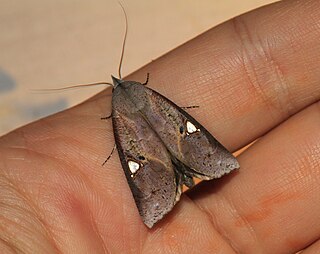 <i>Pterogonia</i> Genus of moths