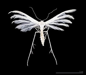 Пальцекрылка пятипалая (Pterophorus pentadactyla)