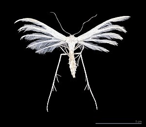 Pterophorus pentadactyla