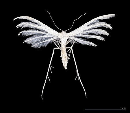 Pterophorus_pentadactyla