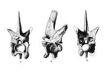 The very high and narrow vertebra of Pterosphenus schucherti hint at the highly specialised aquatic lifestyle of the genus. Pterosphenus schucherti vertebra.png