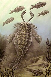 Restoration depicting Pterygotus hunting Birkenia. Pterygotus abelov.jpg