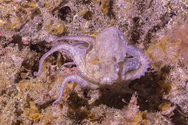 File:Pulpo común (Octopus vulgaris), franja marina Teno-Rasca, Tenerife, España, 2022-01-05, DD 121.jpg