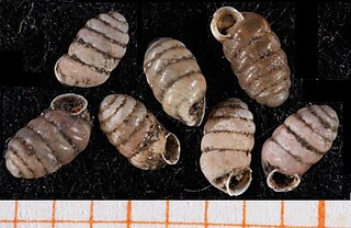 <i>Pupilla bigranata</i> Species of gastropod