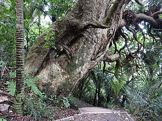 <span class="mw-page-title-main">Okura Bush Scenic Reserve</span> Forest in Auckland Region, New Zealand