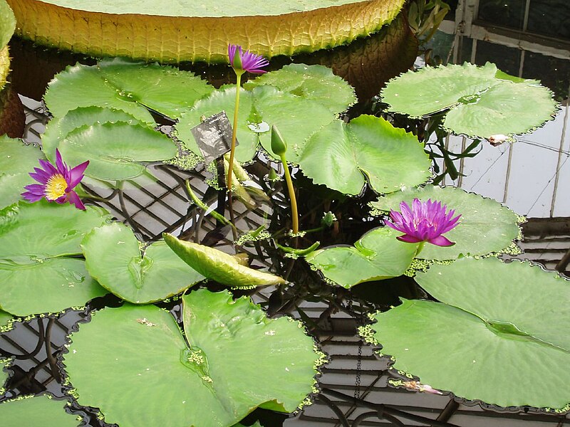 File:Purple Water Lilies (1747531820).jpg