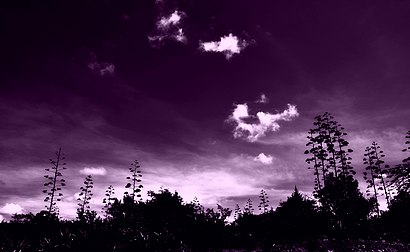 Purple dream at Masai Mara