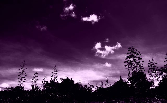 Purple dream at Masai Mara