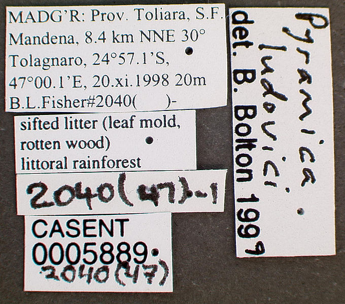 File:Pyramica ludovici casent0005889 label 1.jpg