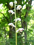 Pyrola elliptica 5 (5097357771). 
 jpg