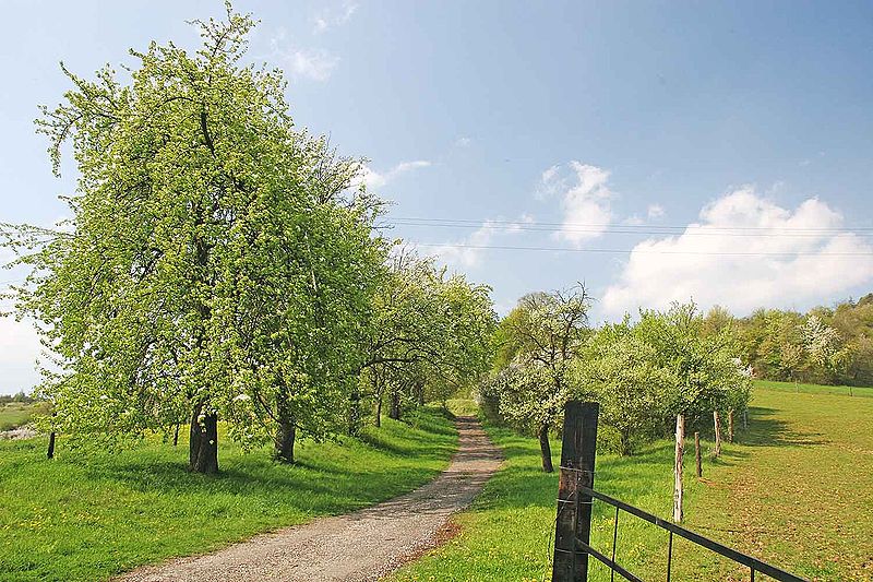 File:Pyrus communis.jpg