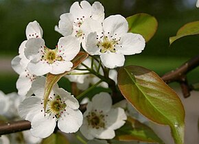 Descrizione dell'immagine Pyrus ussuriensis.jpg.