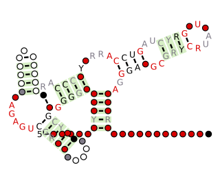 TPP riboswitch RNA secondary structure