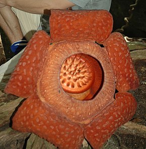 Descrierea imaginii Rafflesia_tuan-mudae_ (cropped_version) .jpg.