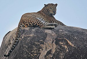 Rainbirder - Leopard (1).jpg