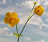 Ranunculus acris