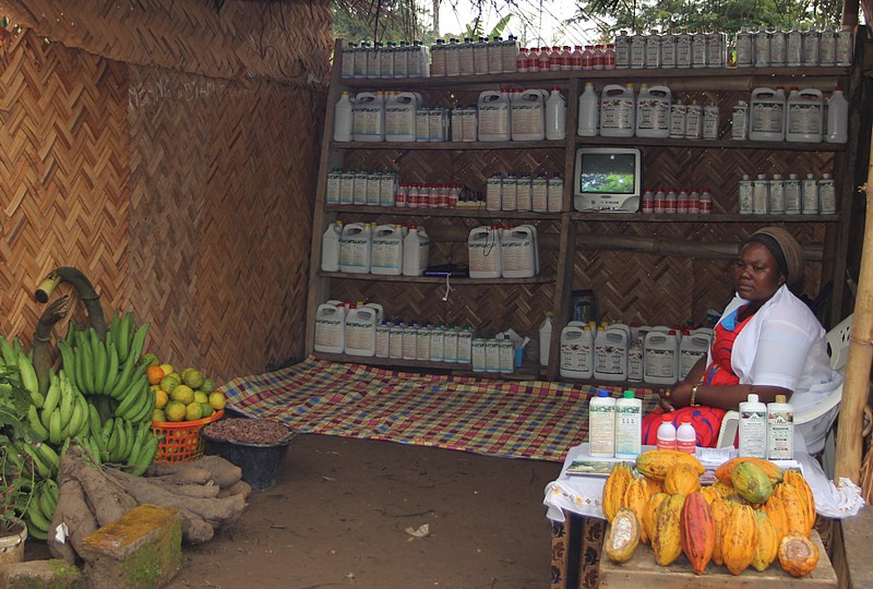 File:Raw Cocoa Beans Vendor in Bafia - Cameroon.jpg