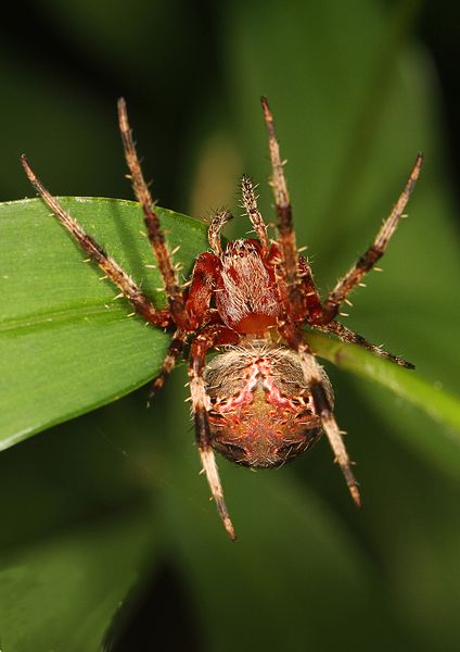 File:Red-femurred Spotted Orbweaver - Neoscona domiciliorum, Leesylvania State Park, Woodbridge, Virginia.jpg